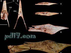 关于史前动物的新发现Top8：特殊的翼龙