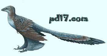 关于史前动物的新发现Top2：四翼恐龙