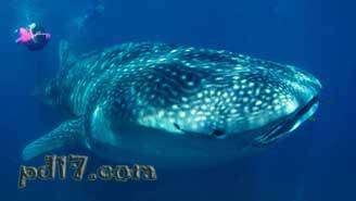马尔代夫的十件事Top7：海洋生物的观赏