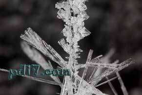 令人惊讶的自然现象Top9：树枝状冰晶