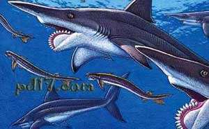 巨型古生物灭绝动物Top5：旋齿鲨