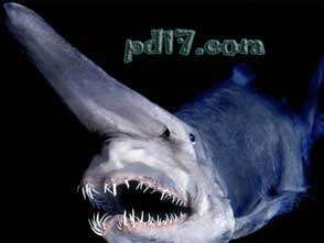 最奇怪的海洋动物Top10：剑吻鲨