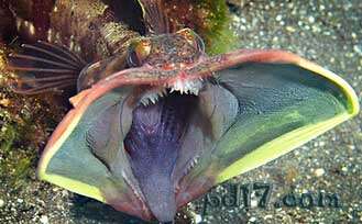最奇怪的海洋动物Top9：勃氏新热鳚