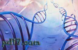 关于DNA你所不知道的事Top3：2组DNA