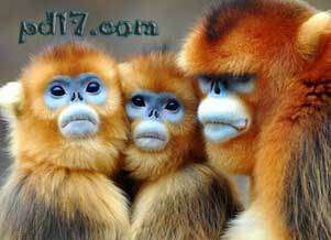 十种奇特的动物Top8：金丝猴