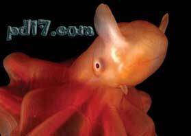 深海生物有哪些Top4：小飞象章鱼