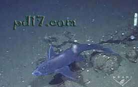 深海生物有哪些Top2：东太平洋黑鬼鲛