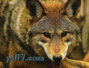 世界上的十大极危物种Top5：红狼