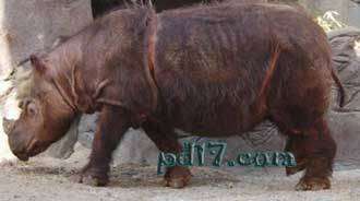 世界上的十大极危物种Top3：苏门答腊犀牛