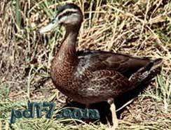 近代已灭绝动物Top4：加姆岛野鸭