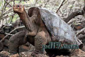 近代已灭绝动物Top1：平塔岛象龟