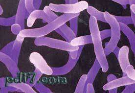 可怕的食源性疾病Top6：耶尔森氏菌属