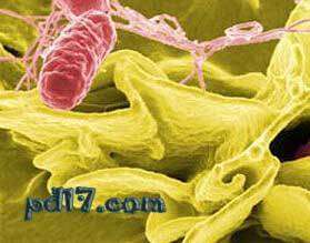 可怕的食源性疾病Top7：沙门氏菌