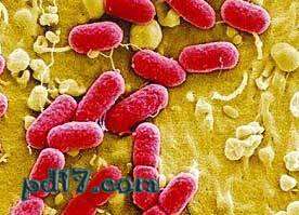 可怕的食源性疾病Top1：大肠杆菌