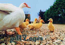 自相残杀的十种动物Top6：雏鸭