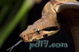 不同动物间的合作Top8：丹尼尔·格林和他的蛇