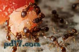 不同动物间的合作Top2：碎石蚂蚁与毛虫