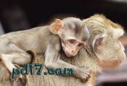 猴子与人类相似的地方Top3：催产素对猴子的影响