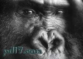 世界上已解开的奇怪的未解之谜Top5：为什么大猩猩吃腐木