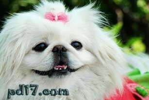 寿命最长的狗Top10：北京犬 13.3岁