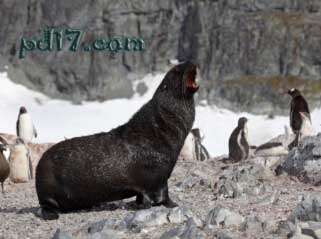 十大动物中的疯狂事Top10：海狮与企鹅交配