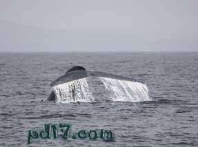 十大动物中的疯狂事Top8：蓝鲸的歌在变化