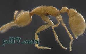 活化石动物Top9：火星蚂蚁