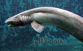 活化石动物Top8：皱鳃鲨