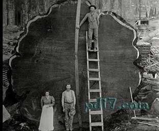 历史中十张有趣的老照片Top4：巨型红木