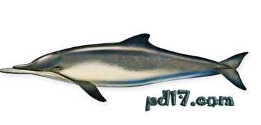 关于古生物的一些新发现Top7：笊篱海豚