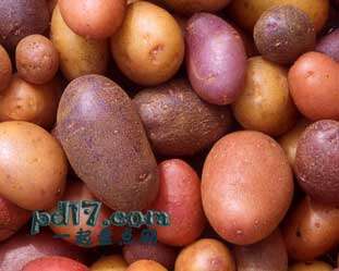人们不清楚的转基因食物Top5：土豆