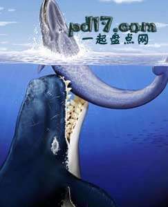 十大史前海洋巨兽Top2：梅尔维尔鲸