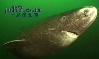 在极端的环境下生存的生物Top7：格陵兰鲨鱼