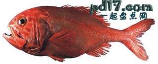 人们会吃的特殊的动物Top9：新西兰红鱼