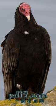 人们会吃的特殊的动物Top6：土耳其秃鹰