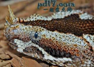 外形最为奇特的爬行动物Top7：犀牛蝰蛇