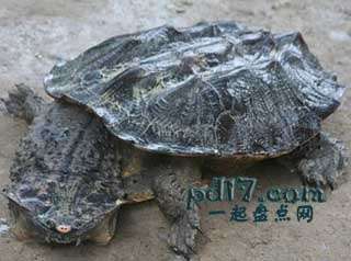 外形最为奇特的爬行动物Top4：马塔马塔海龟