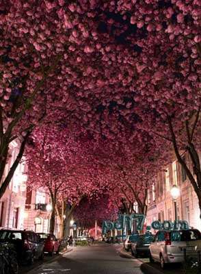 世界上最美丽的植物隧道Top10：樱花隧道