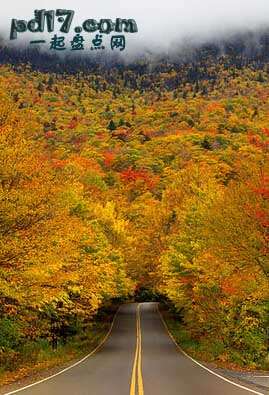 世界上最美丽的植物隧道Top8：秋树隧道