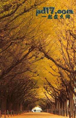 世界上最美丽的植物隧道Top7：银杏树隧道