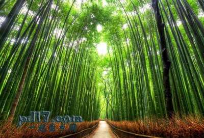 世界上最美丽的植物隧道Top4：竹径