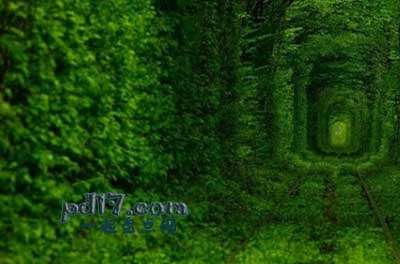 世界上最美丽的植物隧道Top3：爱的隧道