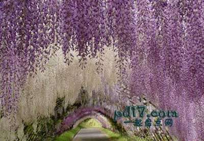 世界上最美丽的植物隧道Top1：紫藤隧道