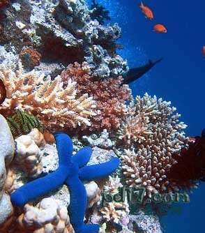 世界十大自然保护区Top5：大堡礁海洋公园