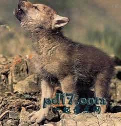 看似可爱实际危险的幼年动物Top7：森林狼
