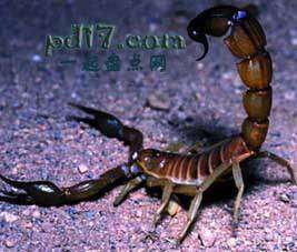 十种有剧毒的小动物Top7：亡灵哨兵蝎子