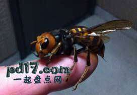 十种有剧毒的小动物Top5：巨型日本大黄蜂