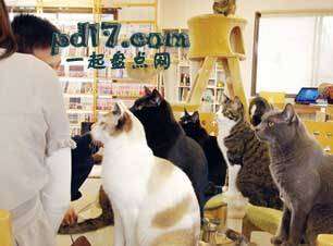 日本十大奇特的消费项目Top10：猫的咖啡馆