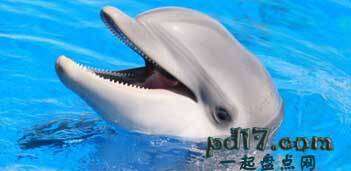 动物伤人致死的事件Top1：愤怒的雄性海豚