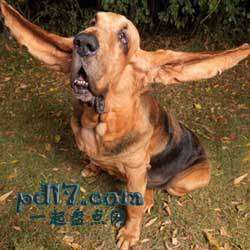 不同寻常的吉尼斯世界纪录Top7：耳朵最长的狗